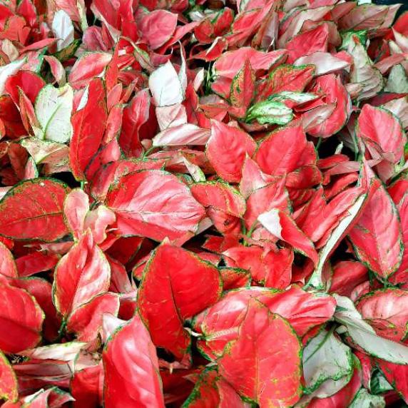 Y 590 AGLAONEMA  RED  ANJAMANI  AGLONEMA RED  ANJAMANI  