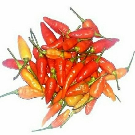 

Cabe Rawit Merah Fresh - 250 Gram