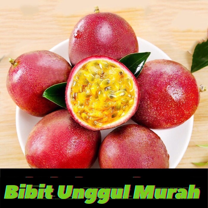 Bibit tanaman buah markisa merah manis - biji / benih / bibit