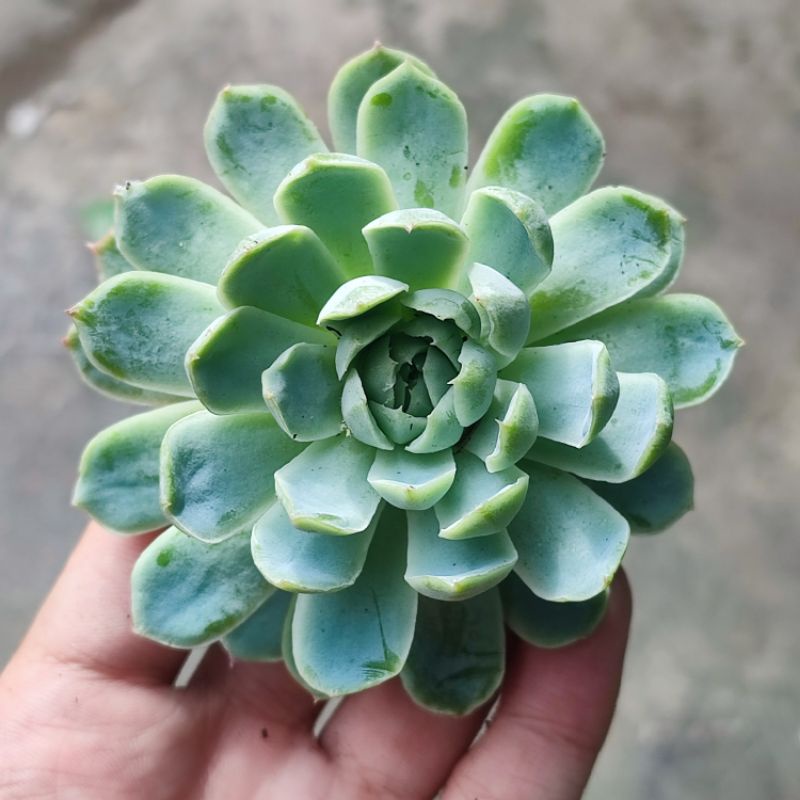 Sukulen Echeveria elegans