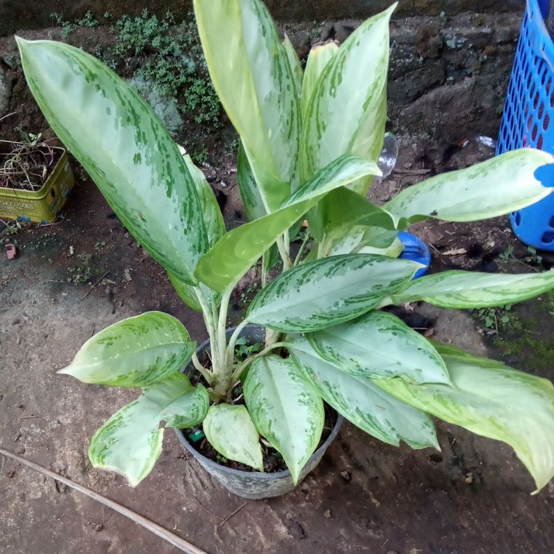Aglonema Hijau Putih