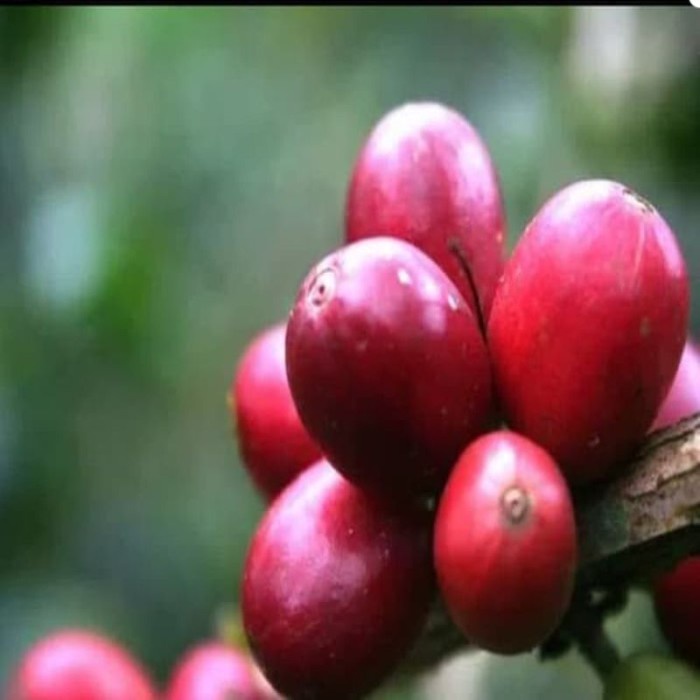 Diskon 10 Bibit Kopi Arabica Arabika Super Unggul Murah