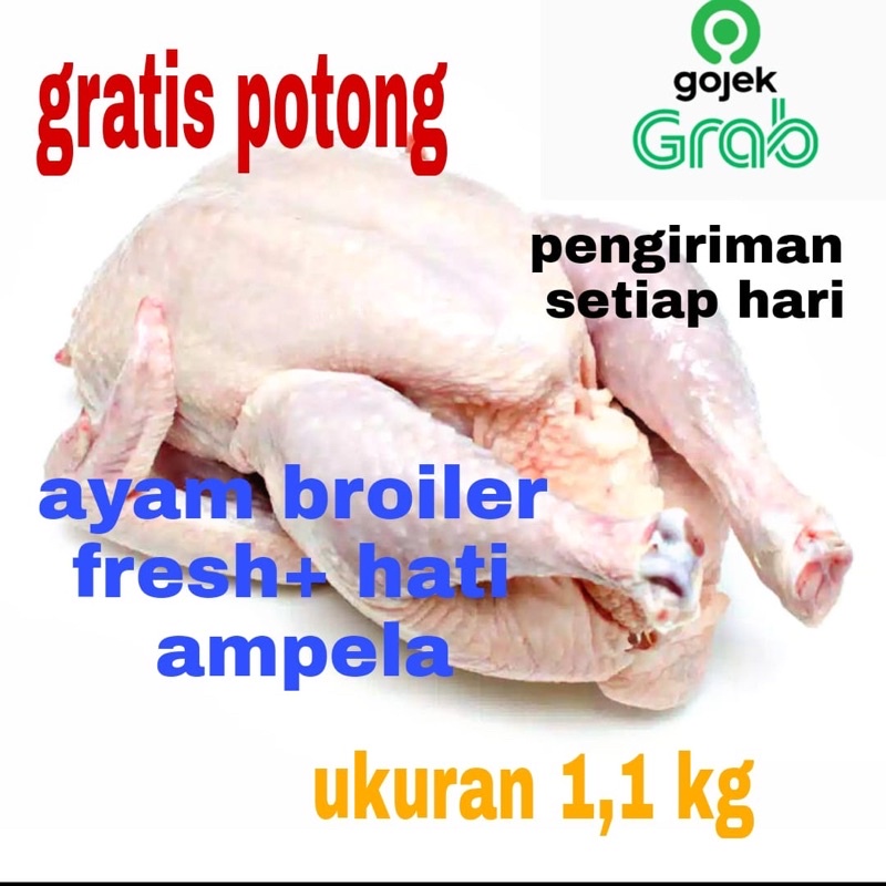 

Ayam potong/ayam segar/ayam boiler/ayam 1,1 kg