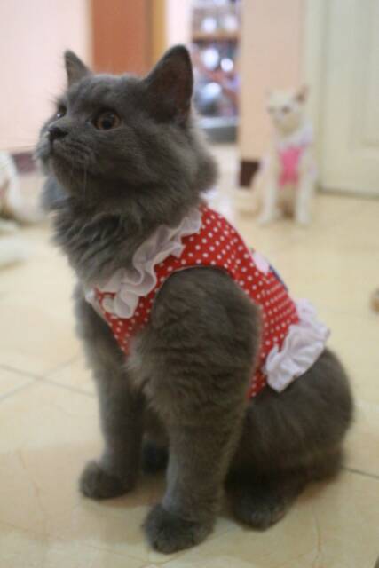 Baju katun merah polkadot cupcake untuk kucing/anjing (baju kucing murah size S M L XL)