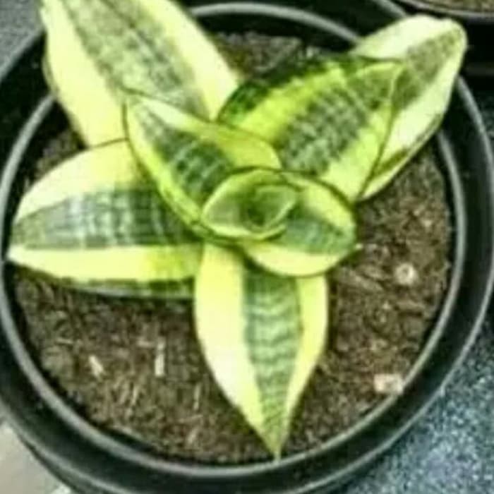 tanaman hias sansivera mini gold