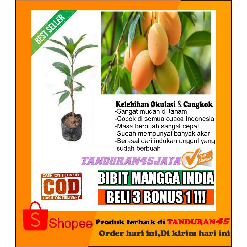 Bibit mangga india/bibit mangga/bibit mangga import