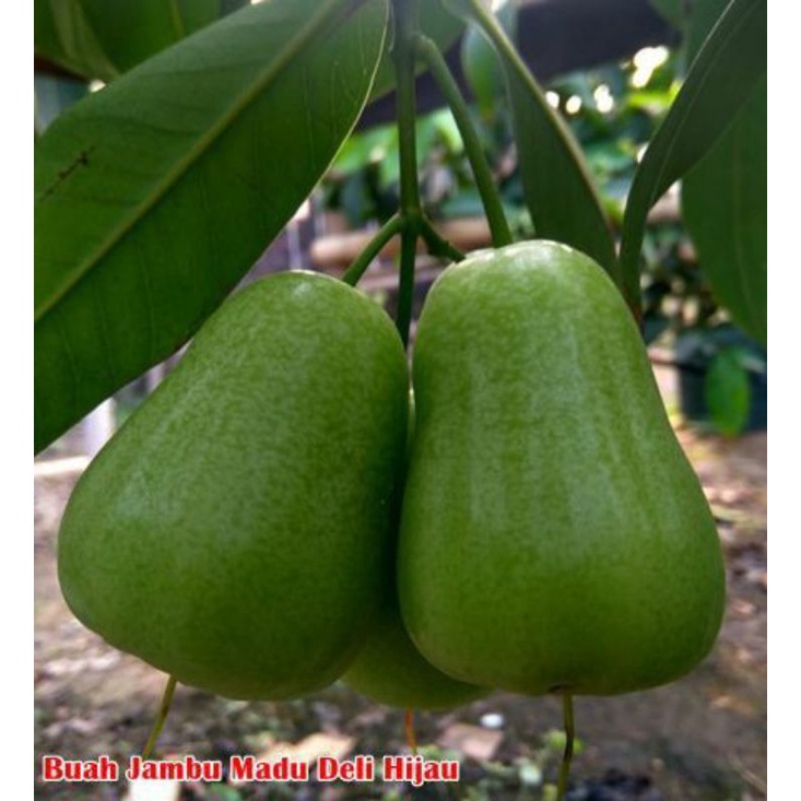 Bibit jambu air madu deli