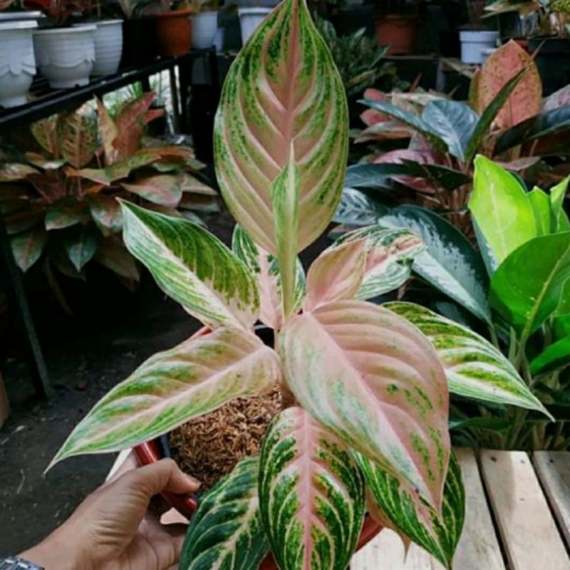 anakan aglonema pink sunset 1-2 daun asli