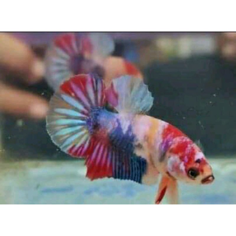 ikan cupang nemo galaxy