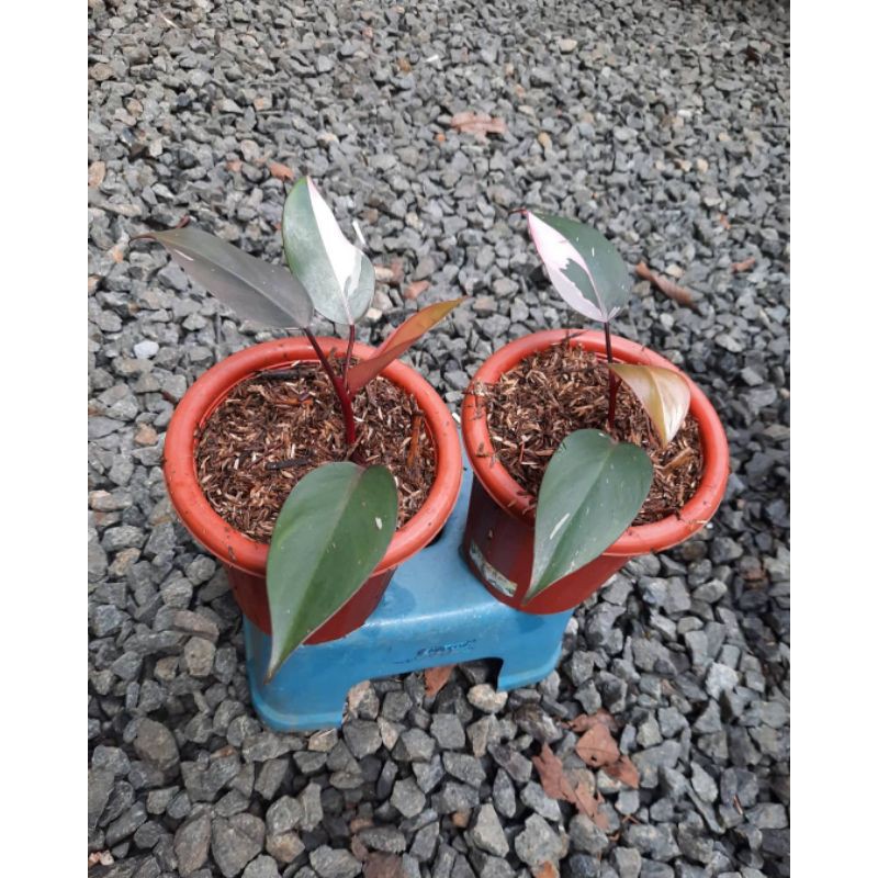 Tanaman philodendron pink princess