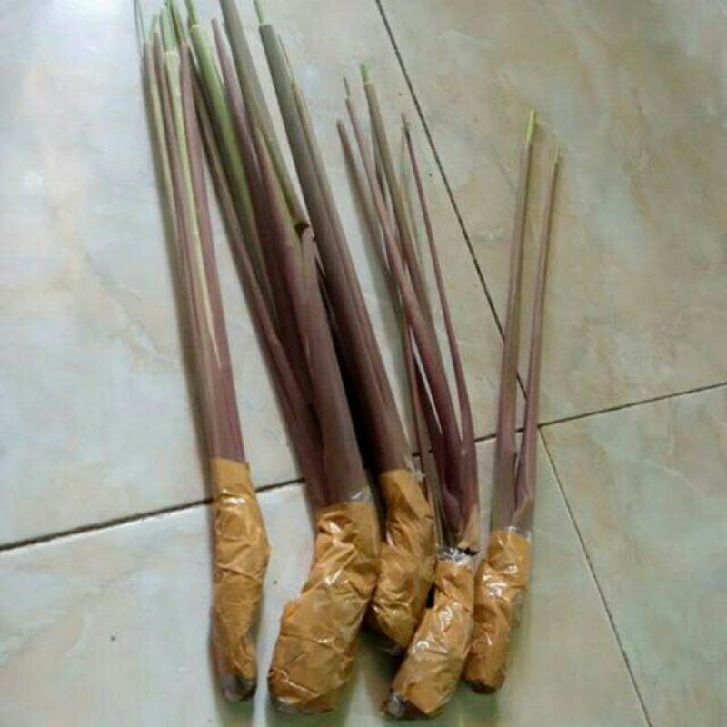 

serai hitam/wulung