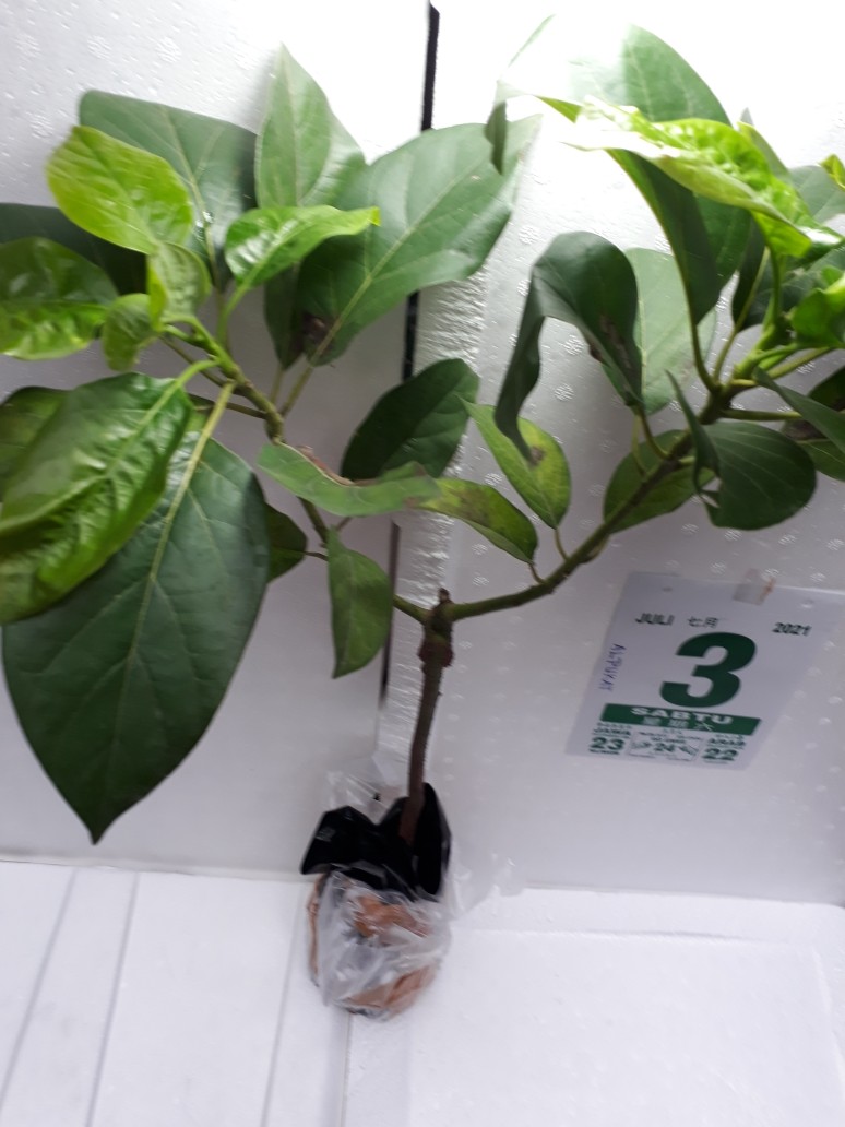 Bibit Buah Alpukat Mentega Kendil Jumbo Griya Bibit Tanaman