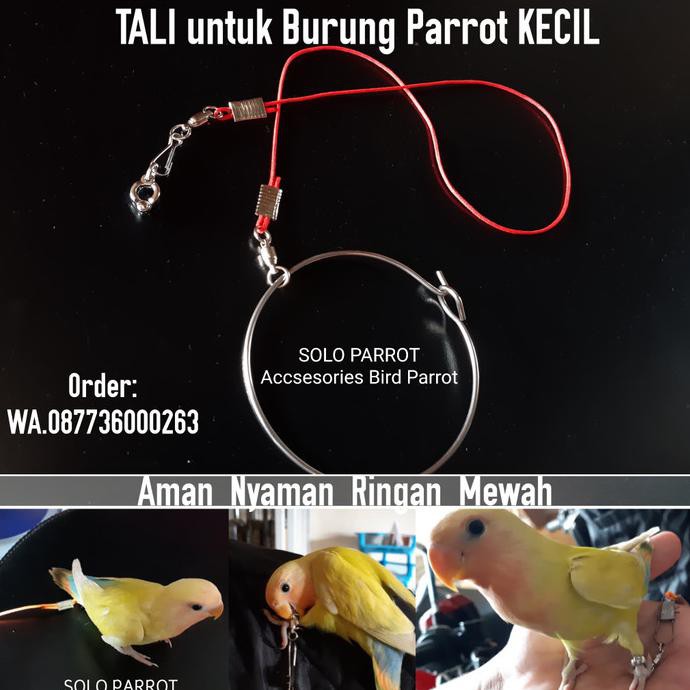 Best Produk] Tali Buat Burung Kecil Parkit Perkici Lovebird Falk Beo Perkutut Jalak