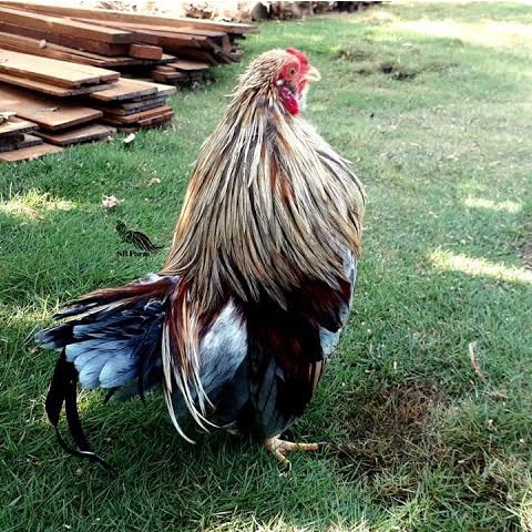 

TELUR AYAM HIAS GA TRE THAN CHAU FERTIL ASLI UNTUK DITETASKAN