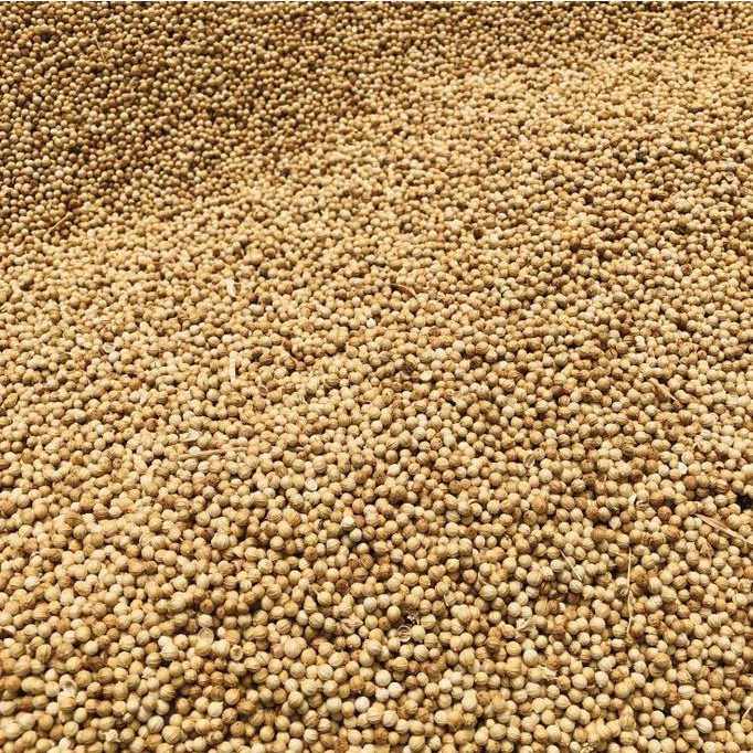 

Best Produk] Ketumbar Bulgaria Kuning / Corriander Seed 1 Kg