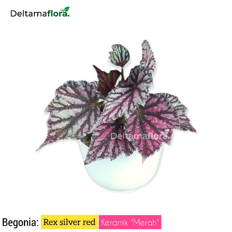 Begonia rex silver red - Tanaman hias begonia rex silver red