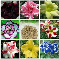 Paket Benih Bunga Adenium
