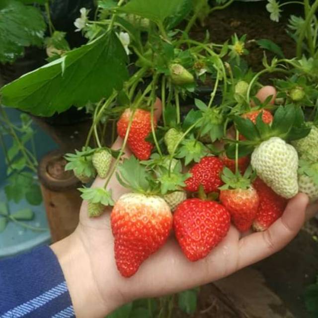 Dapatkan Inspirasi Untuk Tanaman Stroberi Berkembang Biak Dengan Bunga Hias