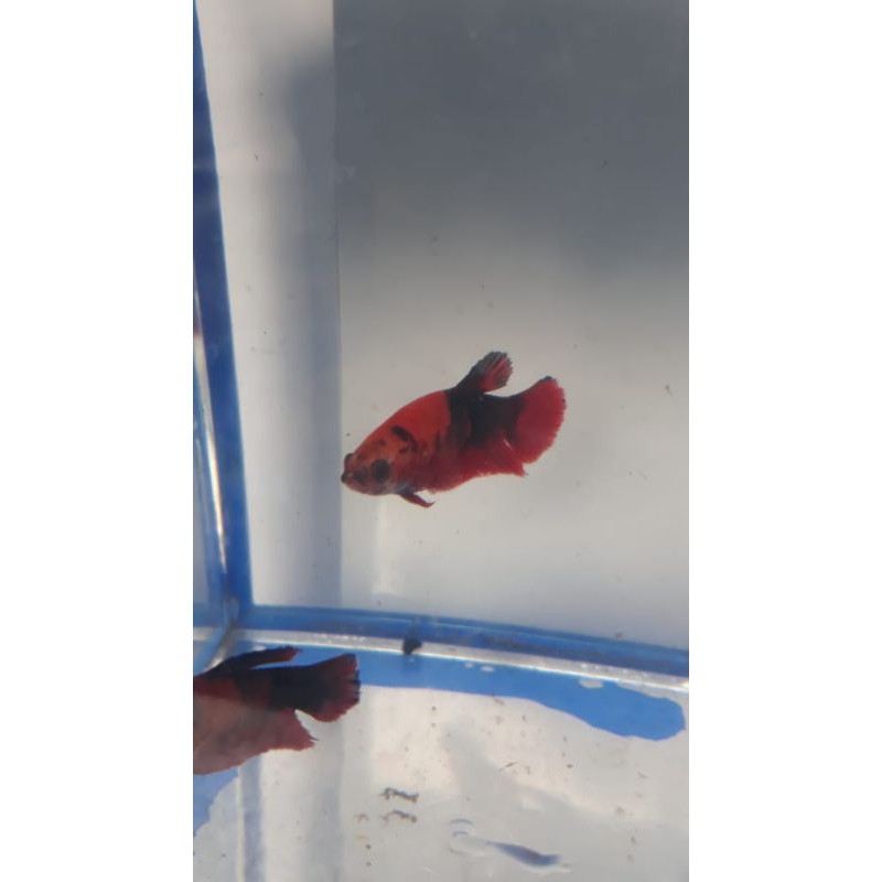 cupang plakat female