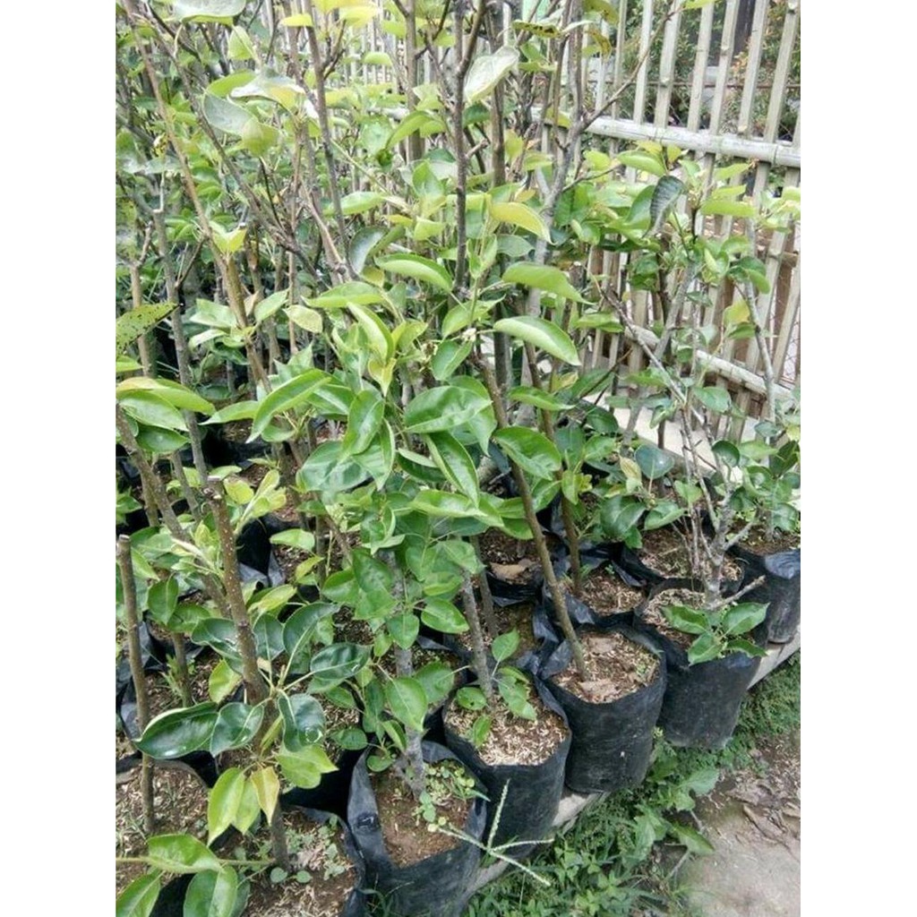 Free Ongkir Bibit Buah Pir Coklat #_#