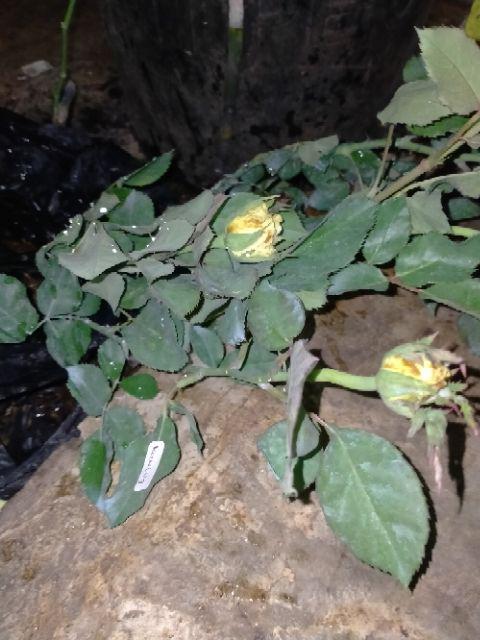 Tanaman Hias Bunga Mawar 20 Pcs - Bunga Mawar - Bibit Tanaman Bunga Mawar Berbunga