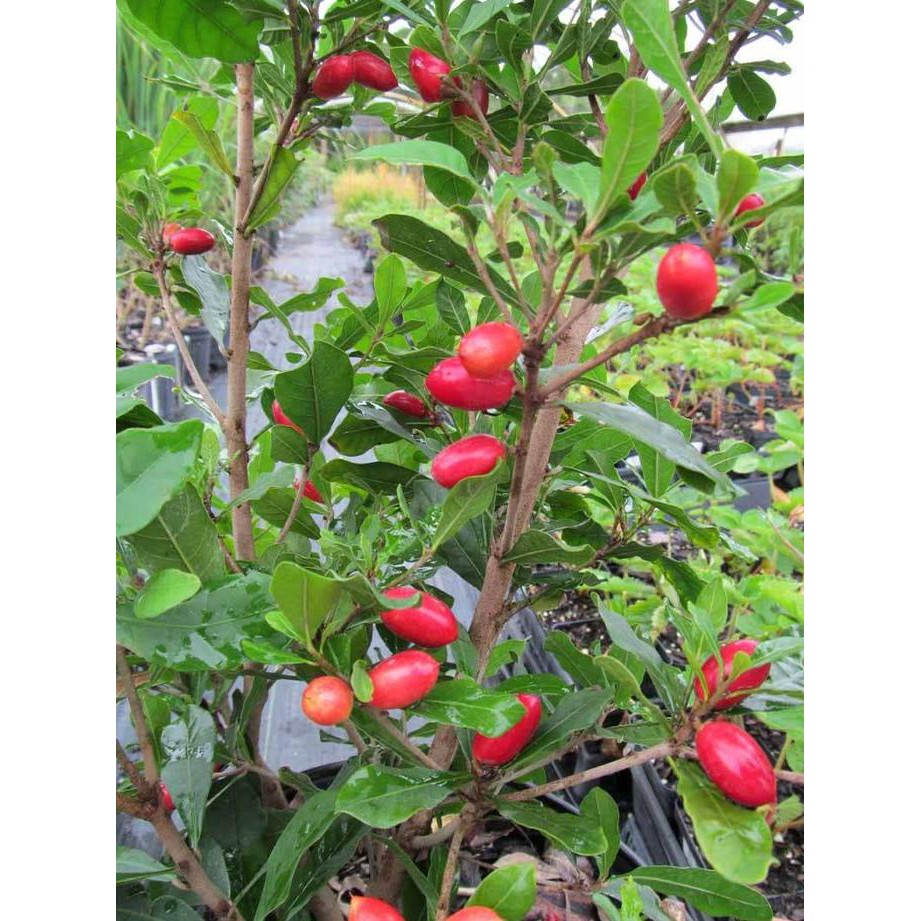 Bibit Pohon Buah Magic Fruit/Miracle Fruit/Buah Ajaib K8I