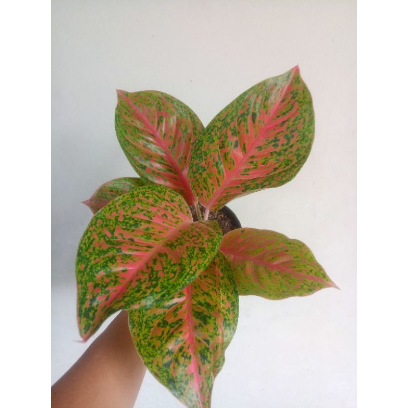 Aglonema Striptise Jumbo Indukan