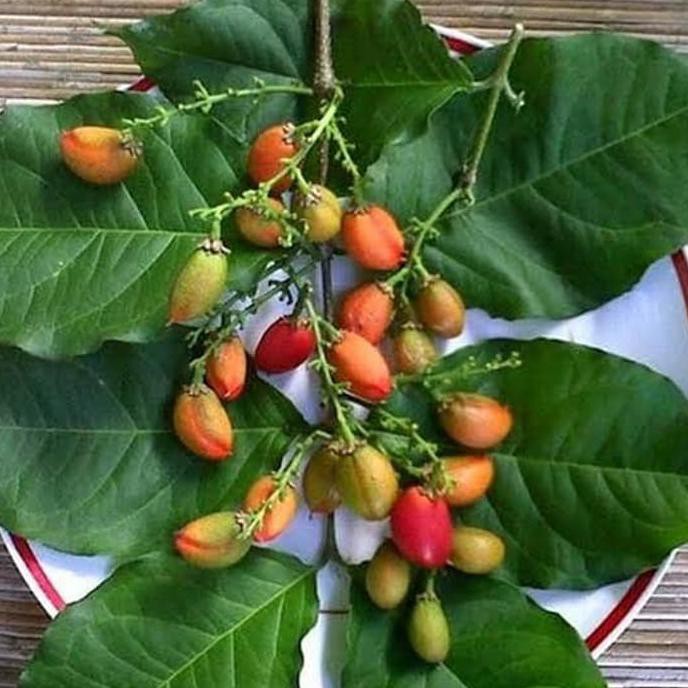 Y I Bibit Pohon Kacang Arab Buah Kacang Arab Tanaman Kacang