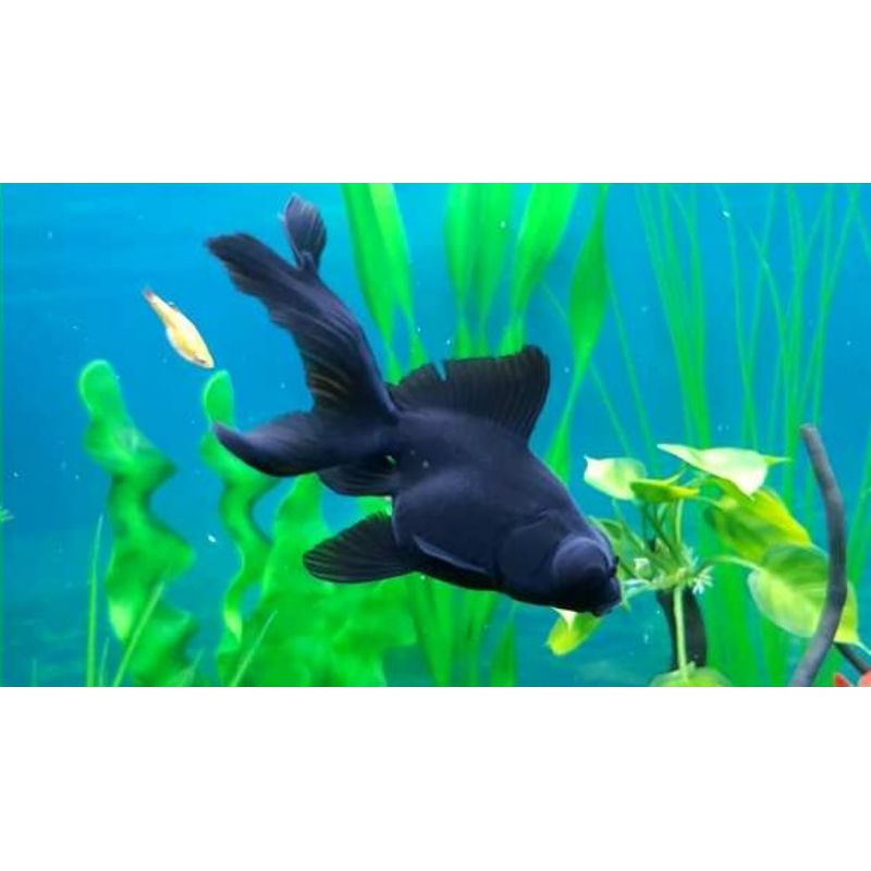 Ikan Hias Koki Buldog