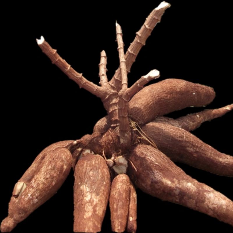 

SINGKONG EMPUK PANEN DADAKAN 1kg