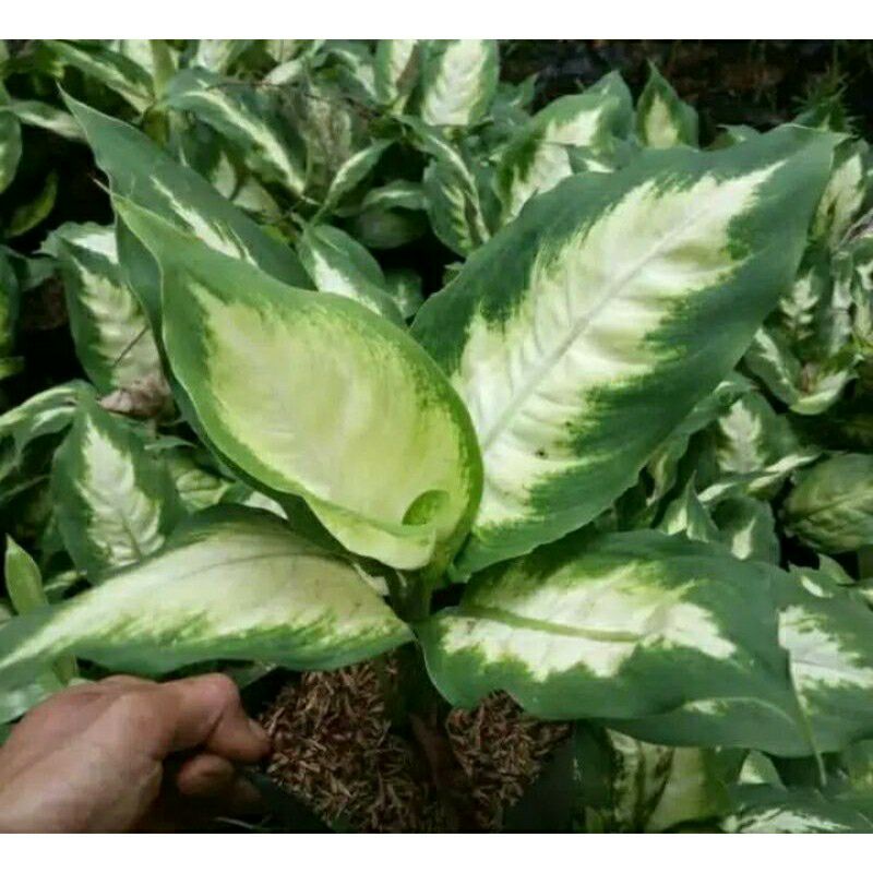 tanaman blanceng susu sri rejeki