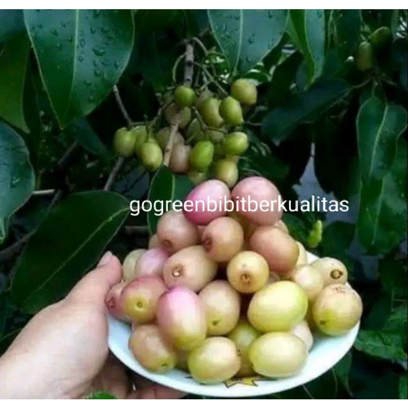 Bibit juwet Jamblang tanaman juwet putih