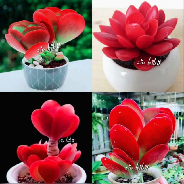 Benih Bibit Biji Kaktus Sukulen Import Hias Mini Mirabella