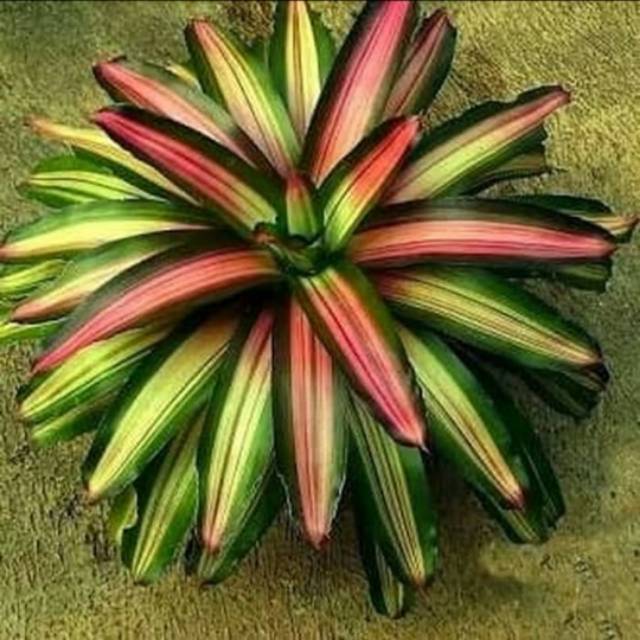 Bromelia Tricolor - Tanaman Hias Pohon Bromelia Tri color - Bromelia