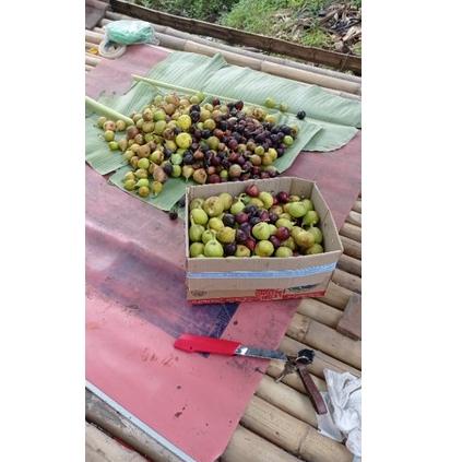 

Terlaris buah tin segar 300 gram 05Y