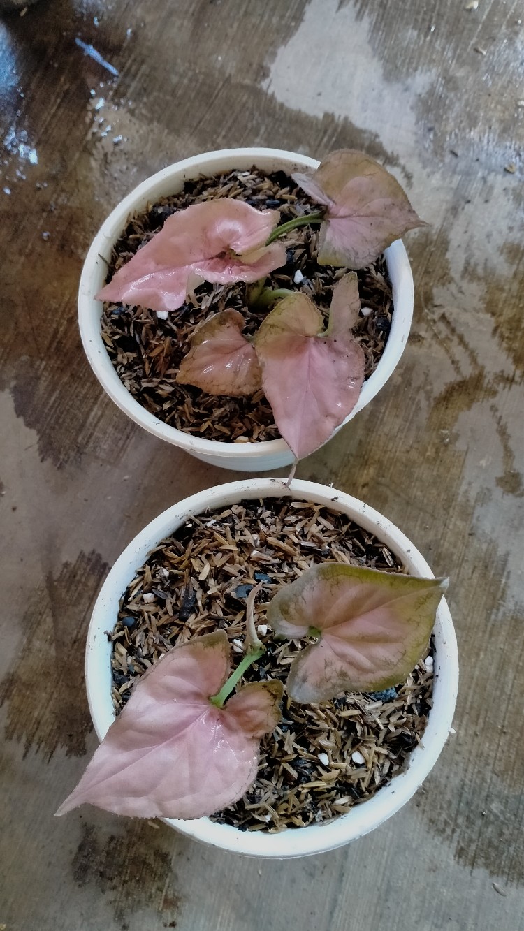Syngonium Pink Perfection Asli