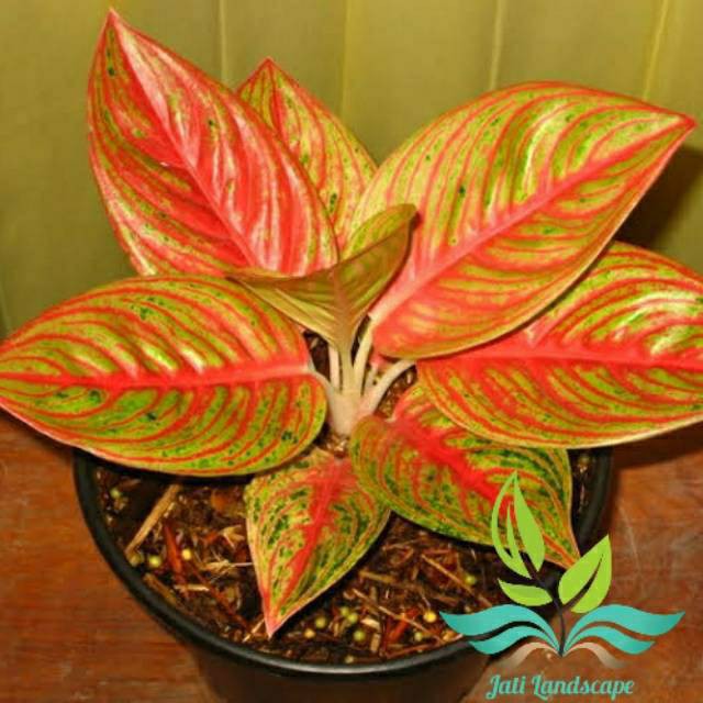 Tanaman Hias Aglonema Legacy Red- Tanaman Hias Aglonema