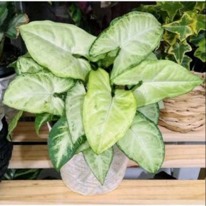 

Keladi Susu/sygonium Susu