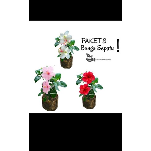 MURAH PAKET 3 JENIS BUNGA KEMBANG SEPATU