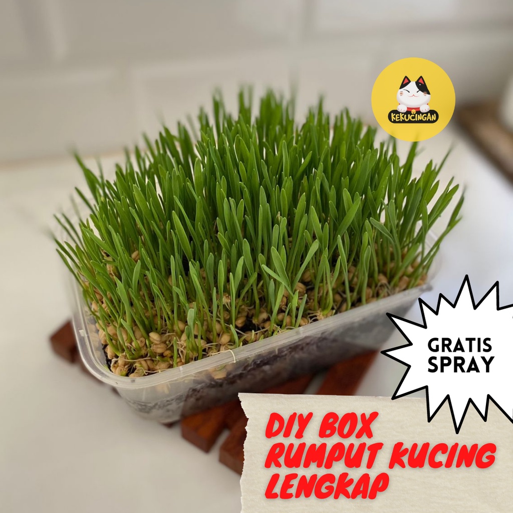 Paket Tanam Rumput Kucing DIY BOX Obat Hairball Kucing Anjing Wheatgrass Rumput Gandum Kekucingan