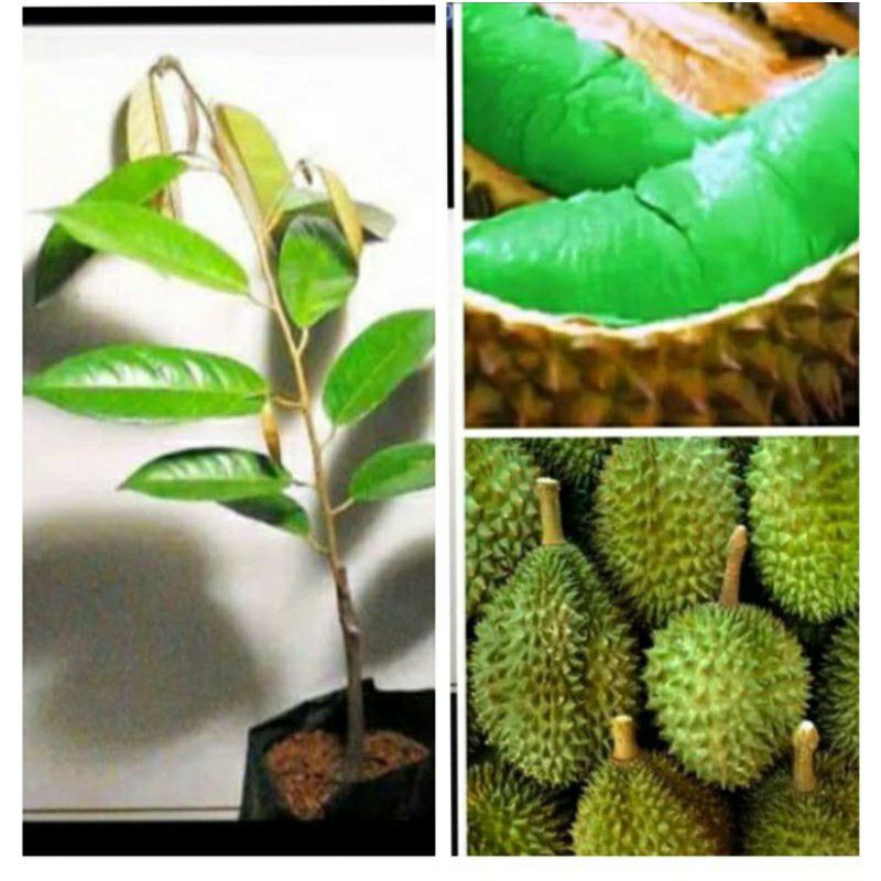 bibit durian montong hijau cepat berbuah