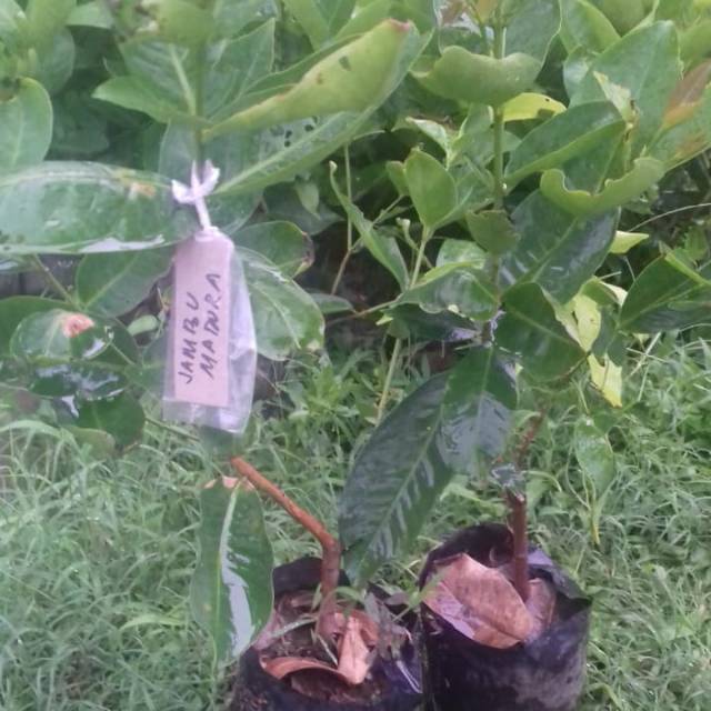 BIBIT JAMBU AIR JAMBU AIR MADURA BIBIT JAMBU AIR MANIS BIBIT JAMBU AIR HIJAU JAMBU MANIS JAMBU