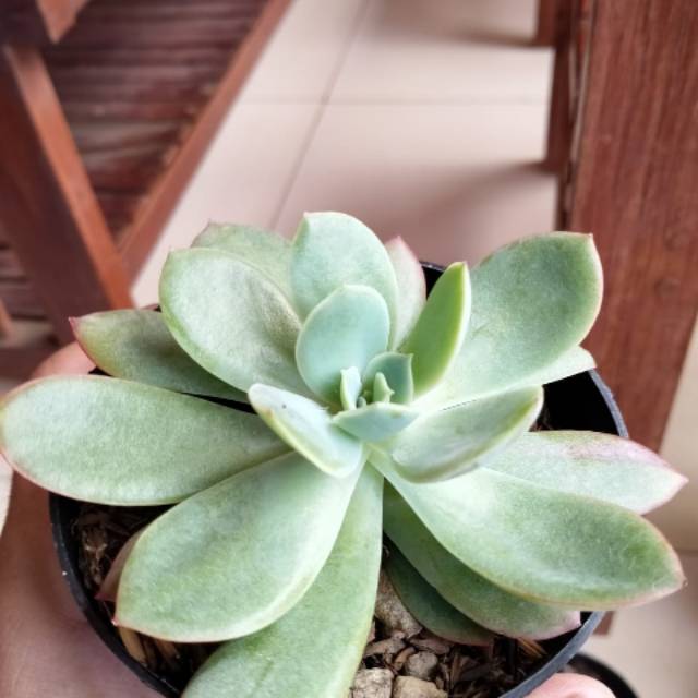 Tanaman hias kaktus sukulen - kaktus mini sukulen + pot