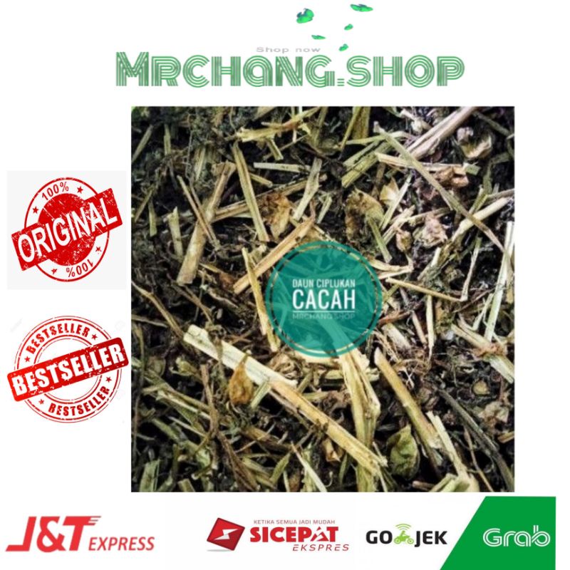 

ciplukan cacah kering daun batang ciplukan cecenet