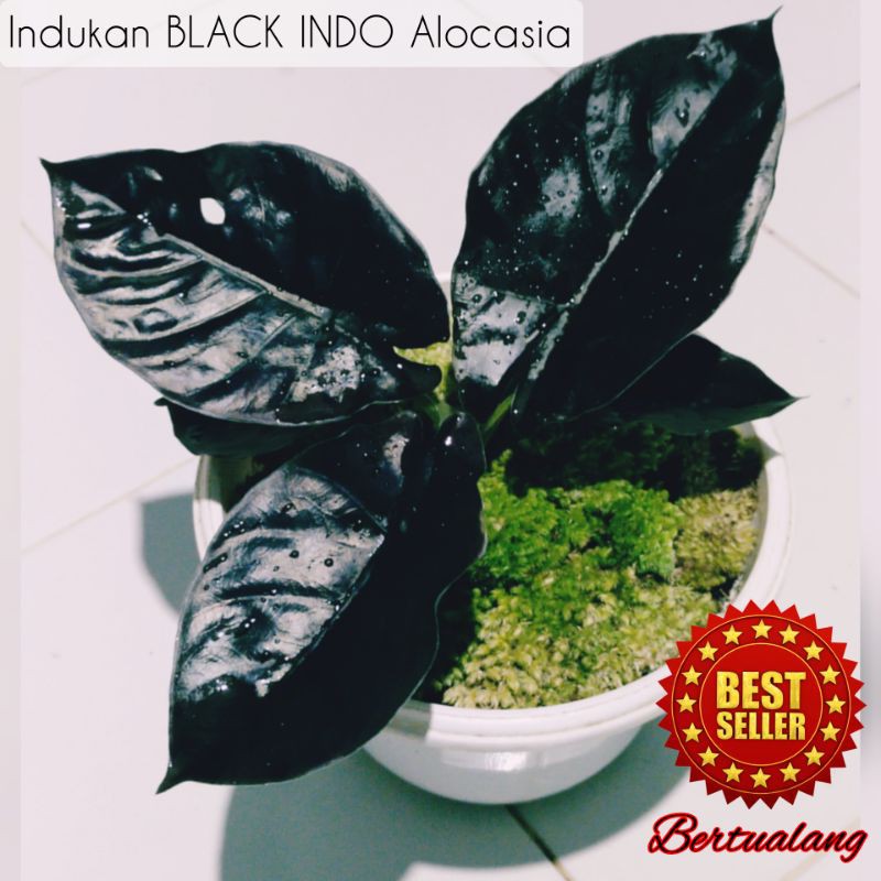 ALOCASIA BLACK INDO INFERNALIS ITEM PILIHAN TUNGGAL indukan terawat