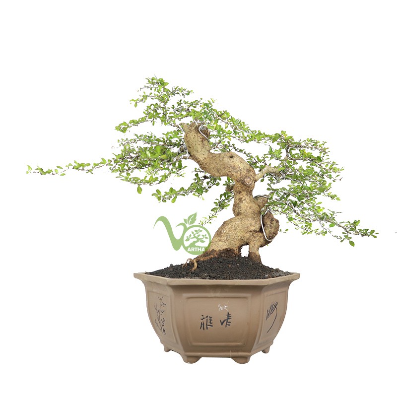 Bonsai Hokiantea - Besar - 02