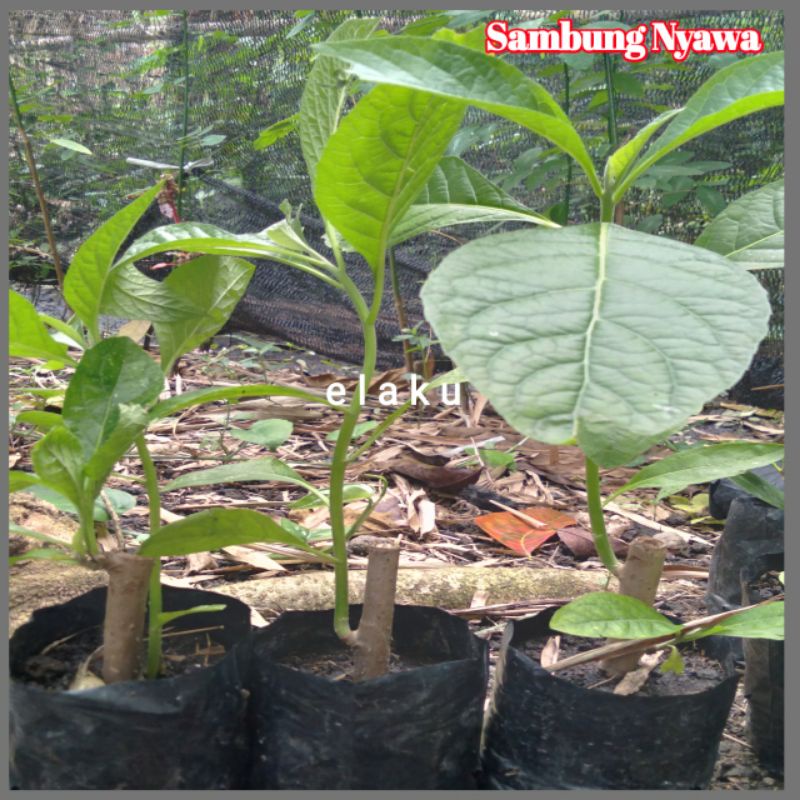 Bibit Sambung Nyawa / Klorofil /Daun Afrika Dalam Polybag