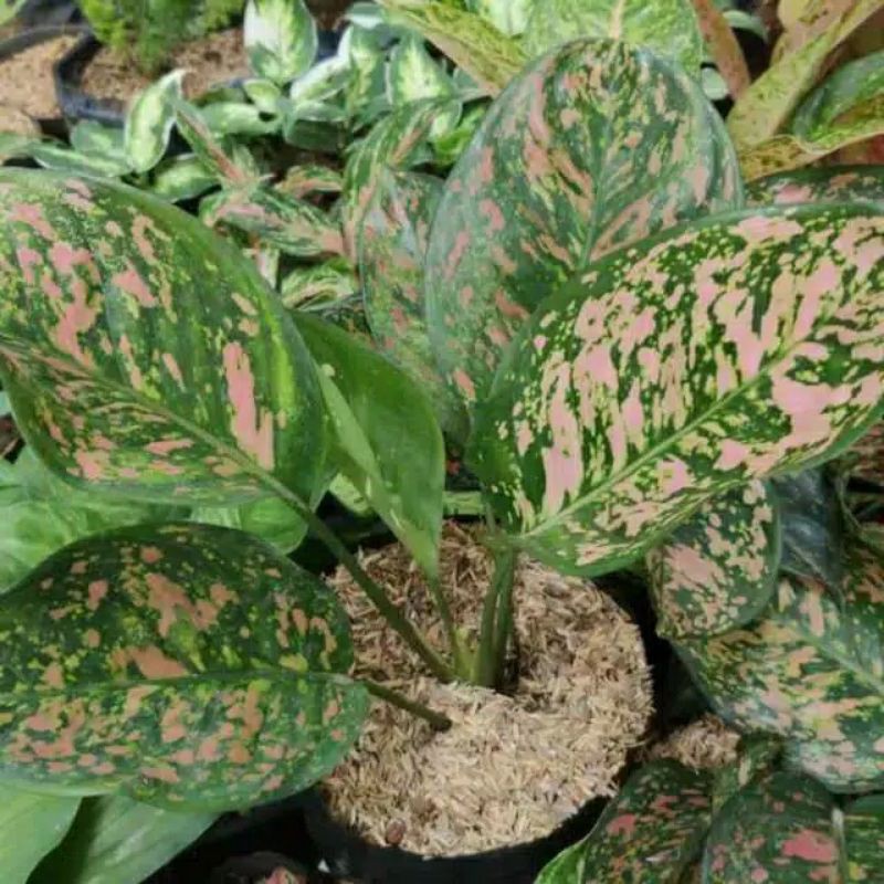 AGLONEMA RUBY CIANGMAY