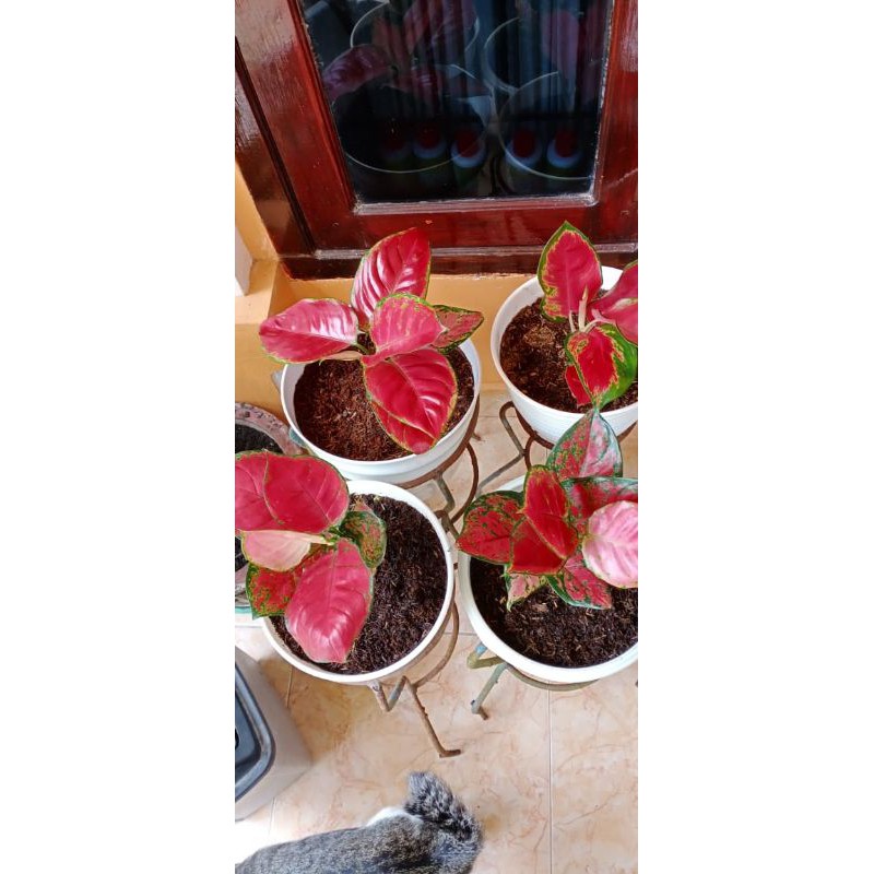 red anjamani indukan daun rimbun segar