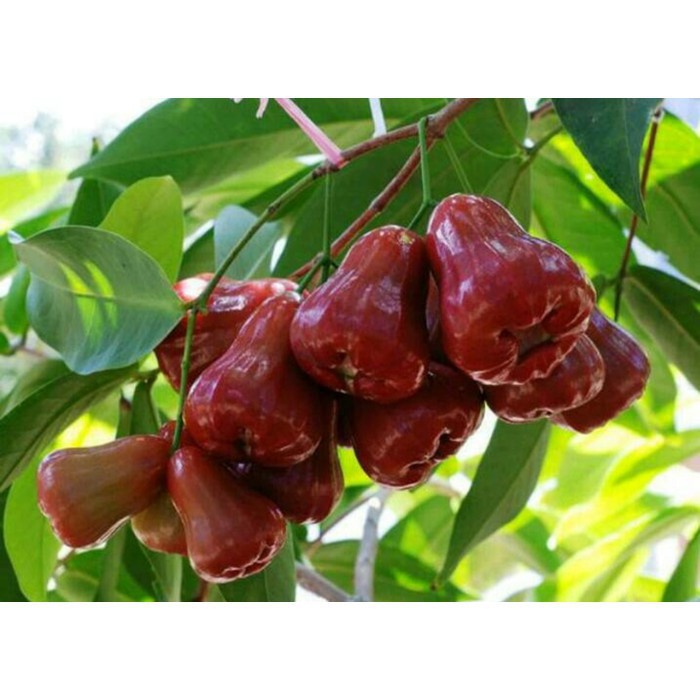 Promo Bibit Jambu Air Madu Deli Merah Terlaris Cepat berbuah